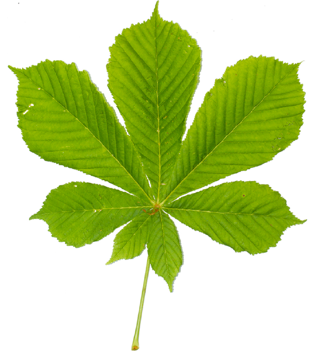chestnut leaf